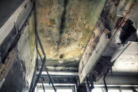 Best Attic Mold Removal  in Aitkin, MN